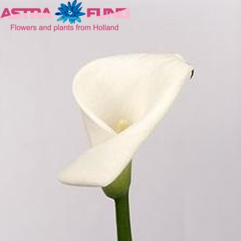 Zantedeschia aethiopica 'Honesty' photo