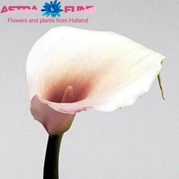 Zantedeschia aethiopica 'Pink Mist' fotografie