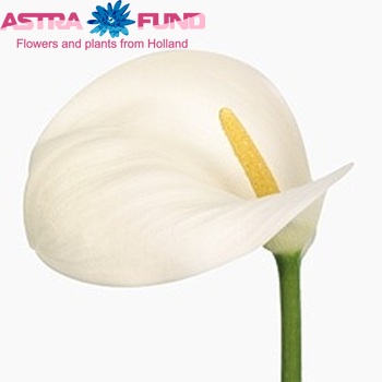 Zantedeschia aethiopica 'Snow Queen' fotografija