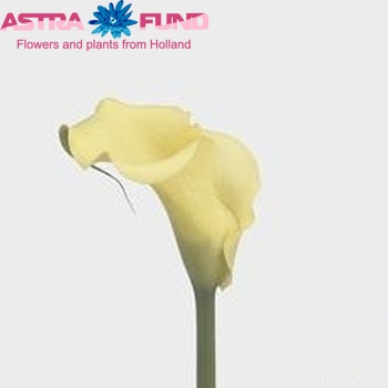 Zantedeschia albomaculata Limelight fotografija