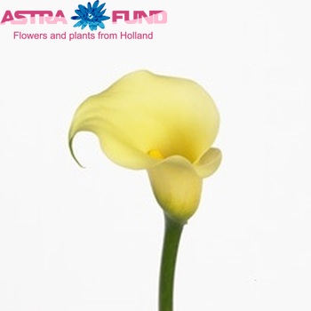 Zantedeschia 'All Seasons' fotografie