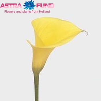 Zantedeschia 'All Stars' fotografie
