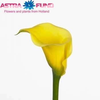 Zantedeschia 'Allround' fotografie