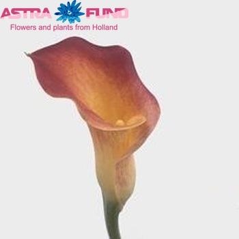 Zantedeschia 'Amazone' fotografie