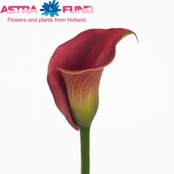 Zantedeschia 'Ambon' fotografie