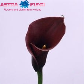Zantedeschia 'Anneke' fotografie