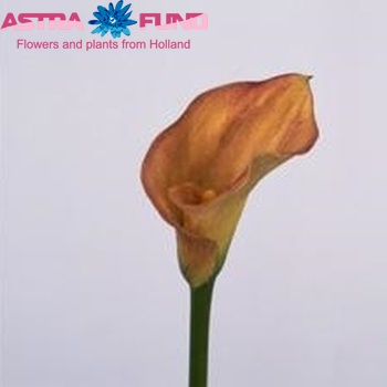 Zantedeschia 'Apricot Glow' fotografie
