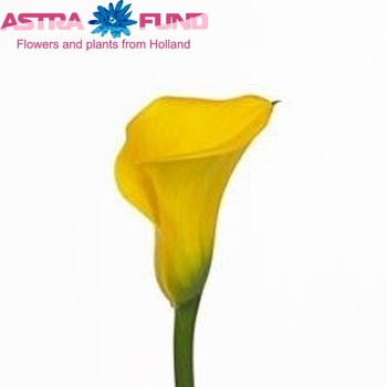 Zantedeschia 'Arica' fotografie