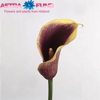 Zantedeschia 'Ascari' fotografie