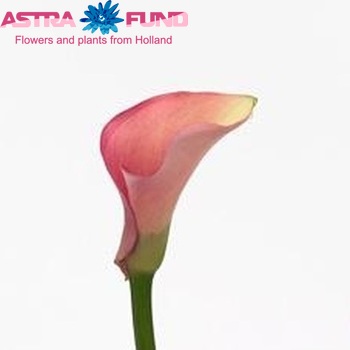 Zantedeschia 'Auckland' fotografie