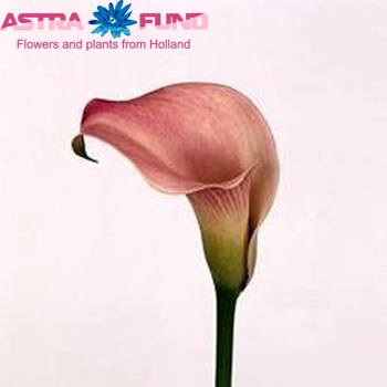 Zantedeschia 'Aurora' fotografie