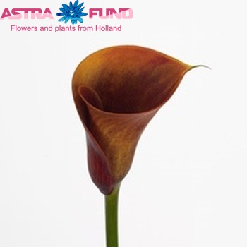 Zantedeschia 'Autumn Jewel' fotografie