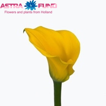Zantedeschia 'Best Gold' fotografie