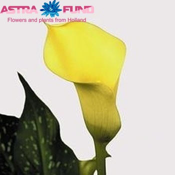 Zantedeschia 'Black Eyed Beauty' fotografie