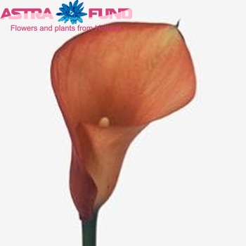 Zantedeschia 'Blaze' fotografie
