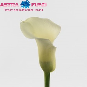 Zantedeschia 'Blondy' fotografie