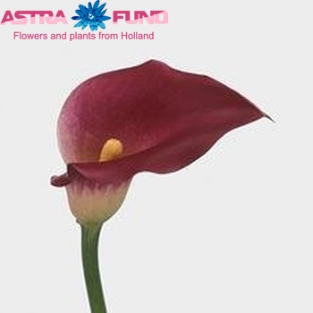 Zantedeschia 'Bolero' fotografie