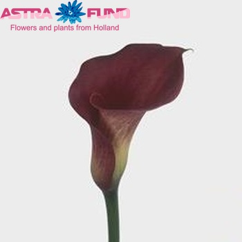Zantedeschia 'Bordeaux' fotografie