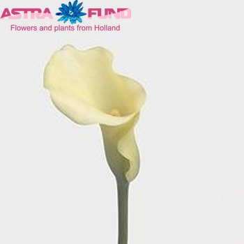 Zantedeschia 'Bridal Bliss' fotografie