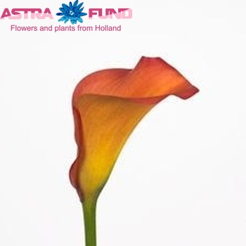 Zantedeschia 'Callista' fotografie