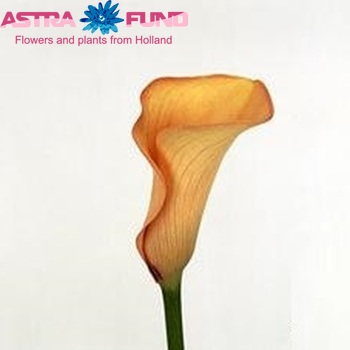 Zantedeschia 'Cameleon' fotografie