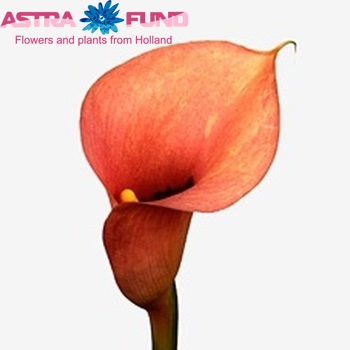 Zantedeschia 'Cameo' fotografie
