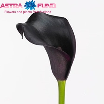 Zantedeschia 'Cantor' fotografie