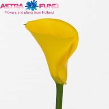 Zantedeschia 'Captain Aguila' fotografie
