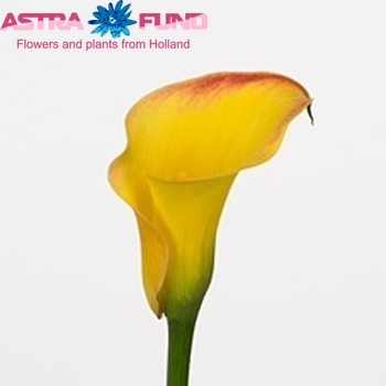 Zantedeschia 'Captain Amigo' fotografie