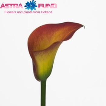 Zantedeschia 'Captain Belize' fotografie