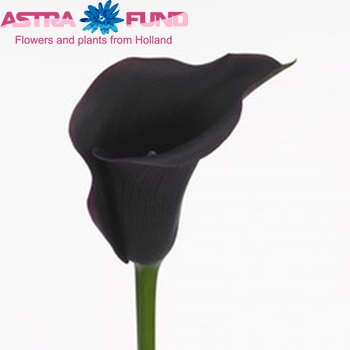 Zantedeschia 'Captain Carrera' фото