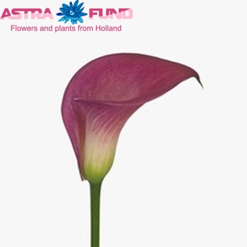 Zantedeschia 'Captain Classic' фото