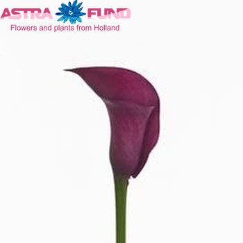 Zantedeschia 'Captain Eline' фото