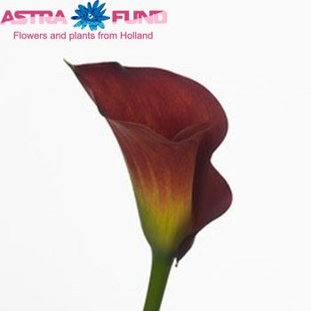 Zantedeschia 'Captain Evita' fotografie