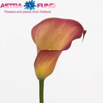 Zantedeschia 'Captain Florida' fotografie