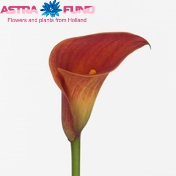 Zantedeschia 'Captain Ibiza' fotografie
