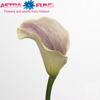 Zantedeschia 'Captain Jody' fotografie