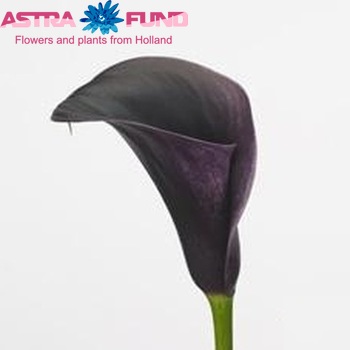Zantedeschia 'Captain Lisa' fotografie