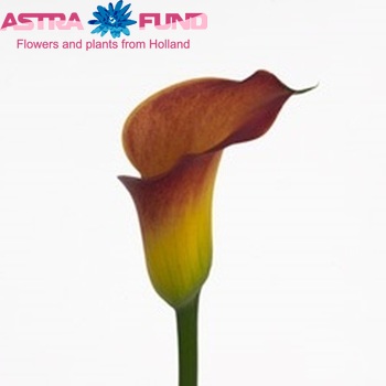 Zantedeschia 'Captain Malibu' fotografie