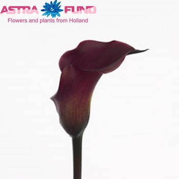 Zantedeschia 'Captain Maori' fotografie
