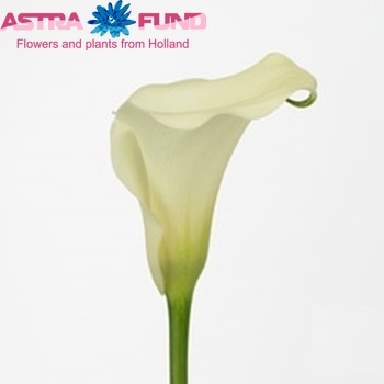 Zantedeschia 'Captain Margarita' fotografie