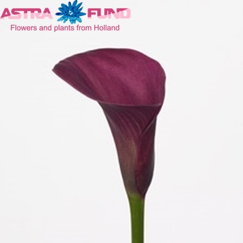 Zantedeschia 'Captain Medoc' fotografie