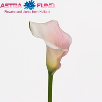Zantedeschia 'Captain Melrose' fotografie