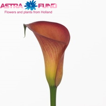 Zantedeschia 'Captain Murano' фото