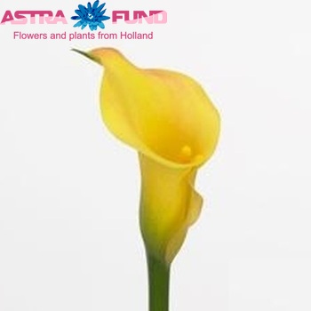 Zantedeschia 'Captain Orlando' фото