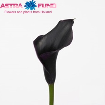 Zantedeschia 'Captain Palermo' фото