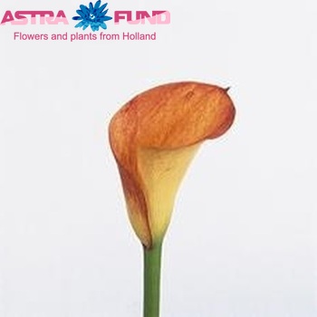 Zantedeschia 'Captain Pointer' фото