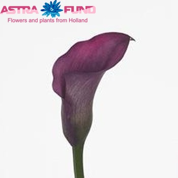 Zantedeschia 'Captain Prado' фото