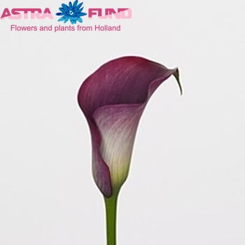 Zantedeschia 'Captain Promise' фото