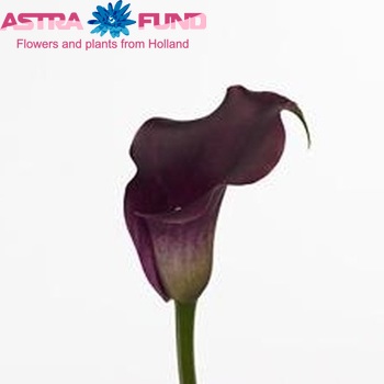 Zantedeschia 'Captain Reno' фото